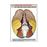 Рельефная таблица "Доли и извилины нижней поверхности полушарий головного мозга" - «globural.ru» - Кузнецк