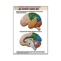 Рельефная таблица "Доли полушарий головного мозга" - «globural.ru» - Кузнецк