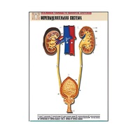 Рельефная таблица "Мочевыделительная система" (формат А1, матовое ламинир.) - «globural.ru» - Кузнецк