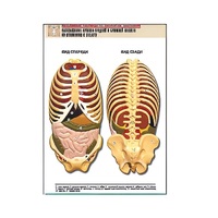 Рельефная таблица "Расположение органов грудной и брюшной полостей по отношению к скелету"(формат А1, лам.) - «globural.ru» - Кузнецк