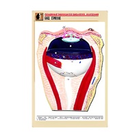 Рельефная таблица "Глаз. Строение" (формат А1, матовое ламинир.) - «globural.ru» - Кузнецк