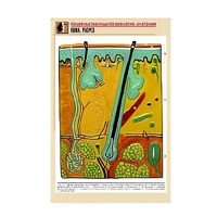 Рельефная таблица "Кожа. Разрез" (формат А1, матовое ламинир.) - «globural.ru» - Кузнецк