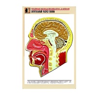 Рельефная таблица "Сагиттальный разрез головы" (формат А1, матовое ламинир.) - «globural.ru» - Кузнецк