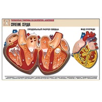 Рельефная таблица "Строение сердца" (формат А1, матовое ламинир.) - «globural.ru» - Кузнецк