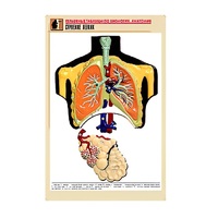 Рельефная таблица "Строение легких" (формат А1, матовое ламинир.) - «globural.ru» - Кузнецк