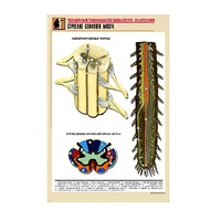 Рельефная таблица "Строение спинного мозга " (формат А1, матовое ламинир.) - «globural.ru» - Кузнецк