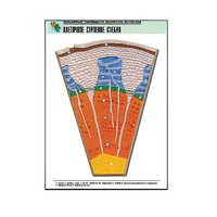 Рельефная таблица "Клеточное строение стебля" (формат А1, матовое ламинир.) - «globural.ru» - Кузнецк
