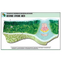 Рельефная таблица "Клеточное строение листа" (формат А1, матовое ламинир.) - «globural.ru» - Кузнецк