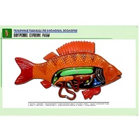 Рельефная таблица "Внутреннее строение рыбы" (формат А1, матовое ламинир.) - «globural.ru» - Кузнецк