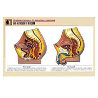 Рельефная таблица "Таз мужской и женский" (формат А1, матовое ламинир.) - «globural.ru» - Кузнецк
