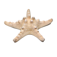 Сухой препарат "Звезда морская" (вариант 2) - «globural.ru» - Кузнецк