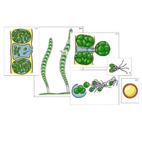 Модель-аппликация "Размножение многоклеточной водоросли" (ламинированная) - «globural.ru» - Кузнецк