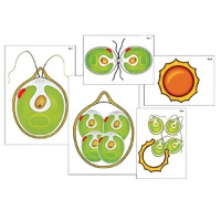 Модель-аппликация "Размножение одноклеточной водоросли" (ламинированная) - «globural.ru» - Кузнецк