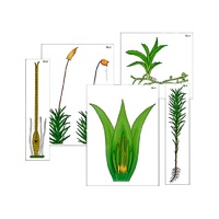 Модель-аппликация "Размножение мха" (ламинированная) - «globural.ru» - Кузнецк