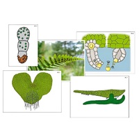 Модель-аппликация "Размножение папоротника" (ламинированная) - «globural.ru» - Кузнецк