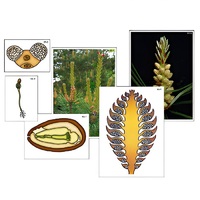 Модель-аппликация "Размножение сосны" (ламинированная) - «globural.ru» - Кузнецк