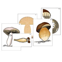Модель-аппликация "Размножение шляпочного гриба" (ламинированная) - «globural.ru» - Кузнецк