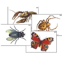 Модель-аппликация "Разнообразие беспозвоночных" (ламинированная) - «globural.ru» - Кузнецк