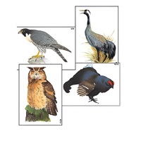 Модель-аппликация "Разнообразие высших хордовых 1. Пресмыкающиеся и птицы" (ламинированная) - «globural.ru» - Кузнецк