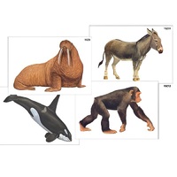 Модель-аппликация "Разнообразие высших хордовых 2. Млекопитающие" (ламинированная) - «globural.ru» - Кузнецк