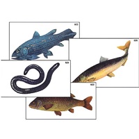 Модель-аппликация "Разнообразие низших и высших хордовых" (ламинированная) - «globural.ru» - Кузнецк