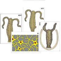 Модель-аппликация "Строение и размножение гидры" (ламинированная) - «globural.ru» - Кузнецк