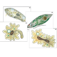 Модель-аппликация "Строение и разнообразие простейших" (ламинированная) - «globural.ru» - Кузнецк