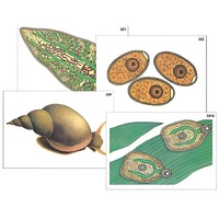 Модель-аппликация "Циклы развития печеночного сосальщика и бычьего цепня" (ламинированная) - «globural.ru» - Кузнецк
