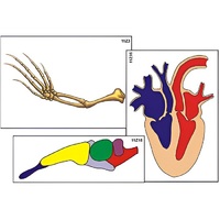 Модель-аппликация "Эволюция важнейших систем органов позвоночных" (ламинированная) - «globural.ru» - Кузнецк