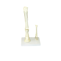 Модель "Скелет конечностей лошади и овцы" (на подставке) - «globural.ru» - Кузнецк