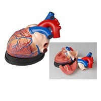 Модель сердца в разрезе (демонстрационная) - «globural.ru» - Кузнецк