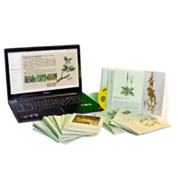 Гербарий натурально-интерактивный "Дикорастущие растения" - «globural.ru» - Кузнецк