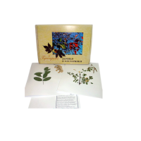 Гербарий Деревья и кустарники (20 видов) - «globural.ru» - Кузнецк