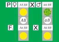 Модель-аппликация Дигибридное скрещивание. Законы Менделя. (набор из 84 карт) - «globural.ru» - Кузнецк