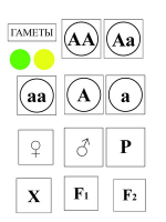 Модель-аппликация Моногибридное скрещивание и его цитологические основы - «globural.ru» - Кузнецк