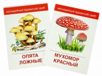 Раздаточные карточки "Грибы съедобные и не съедобные" - «globural.ru» - Кузнецк