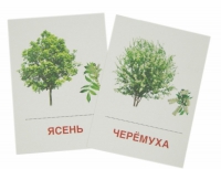 Раздаточные карточки "Деревья и кустарники" - «globural.ru» - Кузнецк