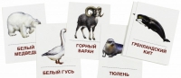 Раздаточные карточки "Животные холодных широт" - «globural.ru» - Кузнецк