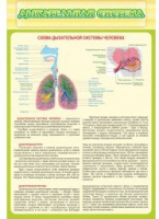 Стенд "Дыхательная система" - «globural.ru» - Кузнецк