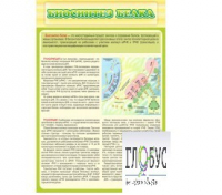Стенд "Биосинтез белка" - «globural.ru» - Кузнецк