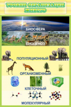 Стенд "Уровни организации живого" - «globural.ru» - Кузнецк