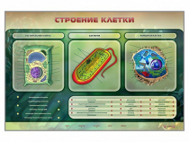 Электрифицированный стенд "Строение клетки" с маркерными полями - «globural.ru» - Кузнецк