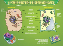 Стенд "Строение животной и растительной клеток" - «globural.ru» - Кузнецк