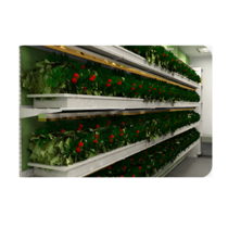 Стеллаж для выращивания клубники "Стена" - «globural.ru» - Кузнецк