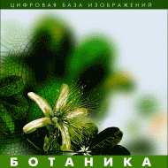 Ботаника. (Цифровая база изображений) - «globural.ru» - Кузнецк