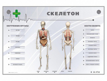Электрифицированный стенд-тренажер "Скелетон" - «globural.ru» - Кузнецк