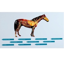 Стенд-планшет светодинамический "Изучение кровеносной системы сельскохозяйственных животных" со сменными панелями - «globural.ru» - Кузнецк