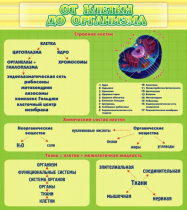 Стенд "От клетки до организма" - «globural.ru» - Кузнецк