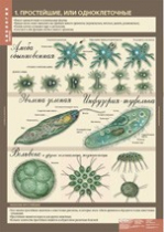 Биология 7 класс. Животные (комплект таблиц) - «globural.ru» - Кузнецк