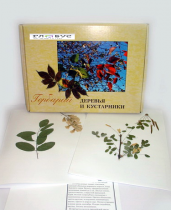 Гербарий Деревья и кустарники (20 видов) - «globural.ru» - Кузнецк